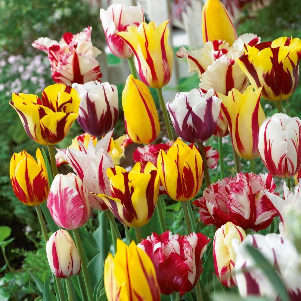 Tulip 'Rembrandt Mixed'