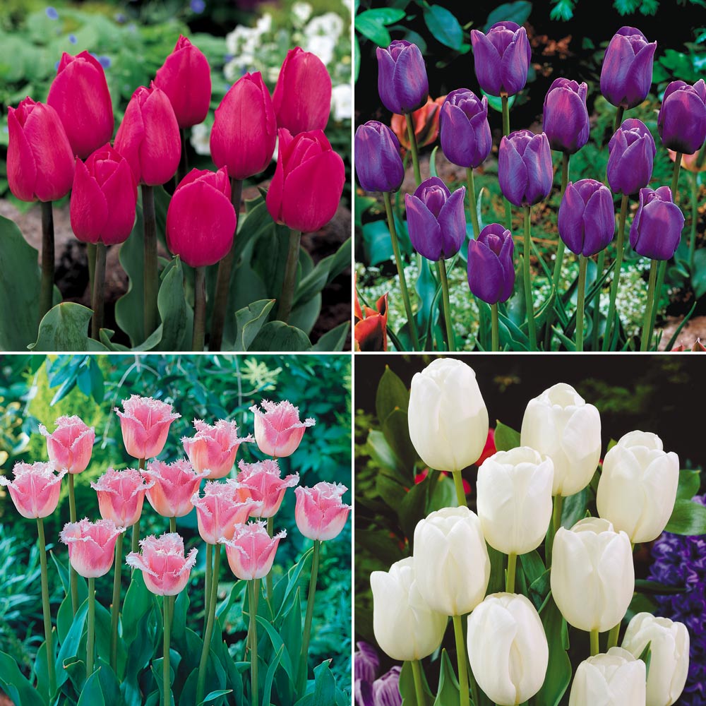 Image of Tulip 'Chic Collection'
