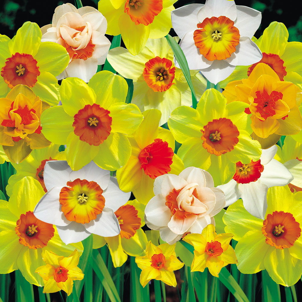 Daffodil 'Cornish Red Cup Mixed'