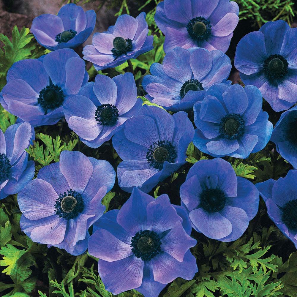 Anemone coronaria 'Mr Fokker'