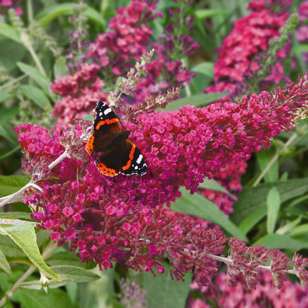 Buddleja 'Buzz&reg; Velvet'