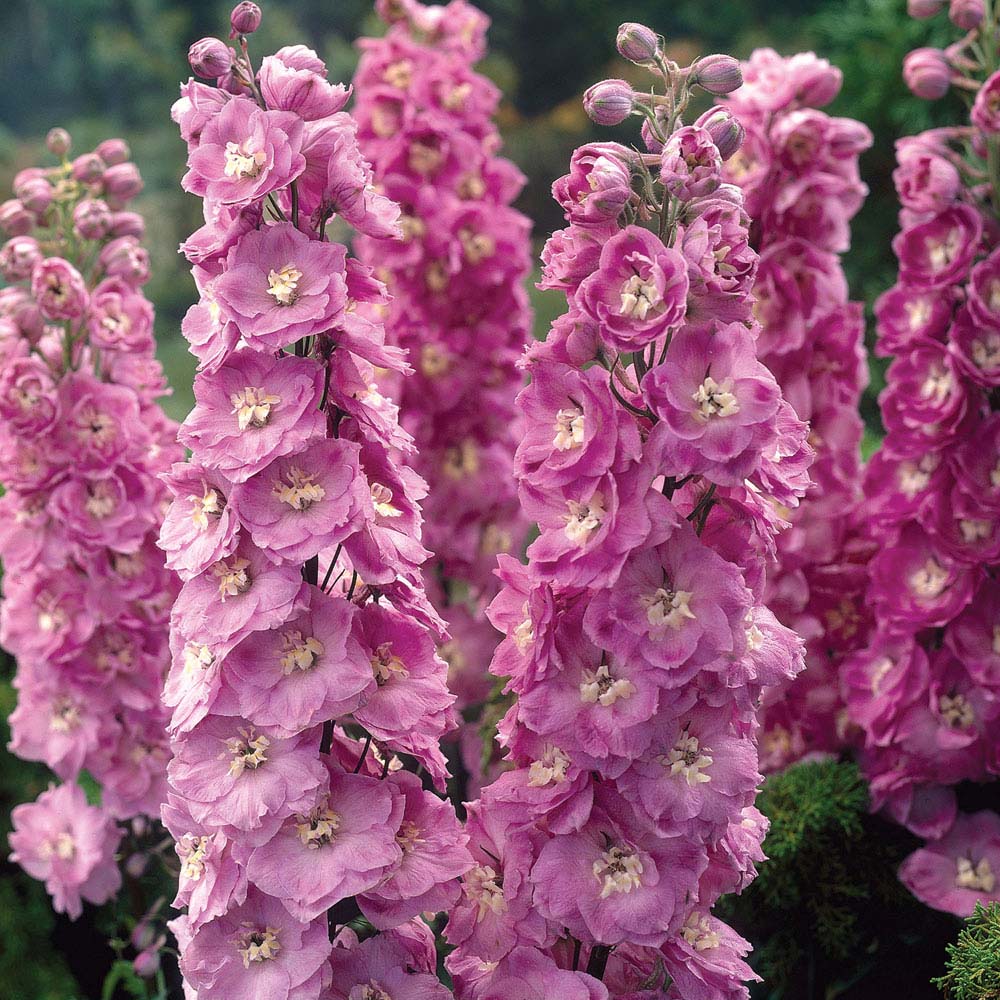 Delphinium 'Pink Power'