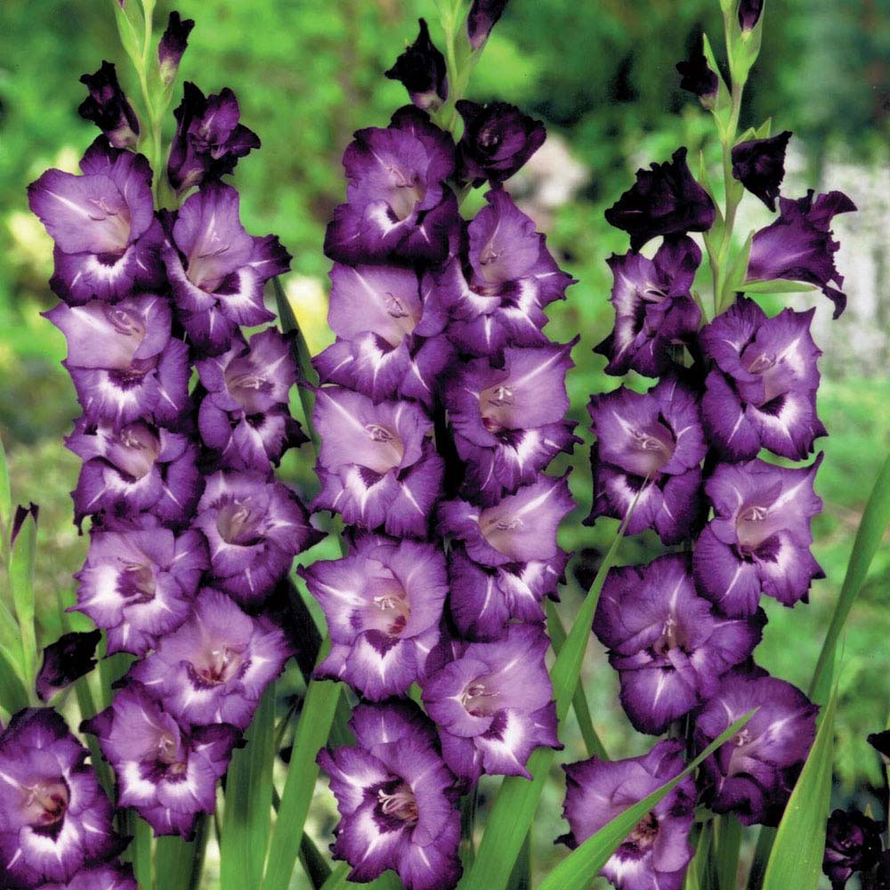 Gladiolus 'Macarena'