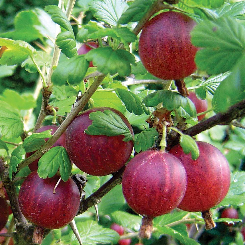 Gooseberry 'Hinnonmaki Red'