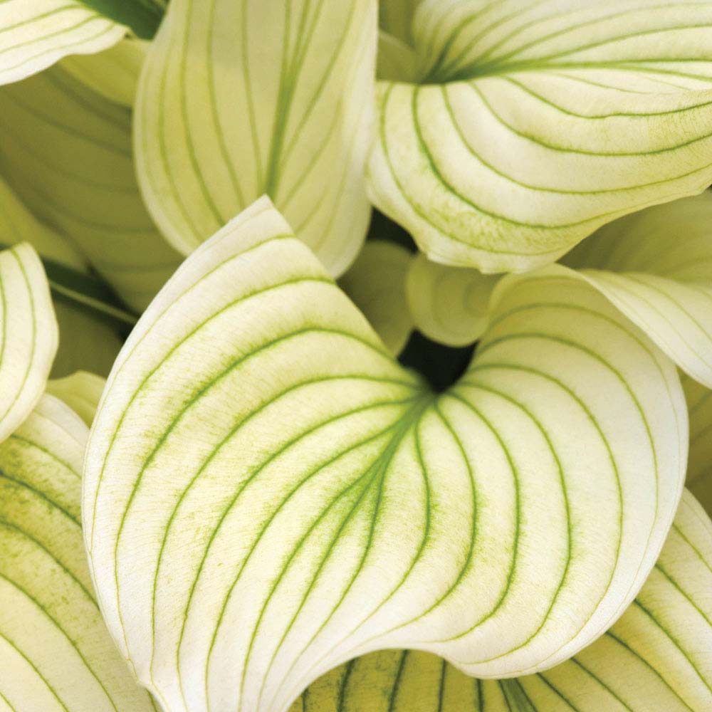 Hosta 'White Feather'