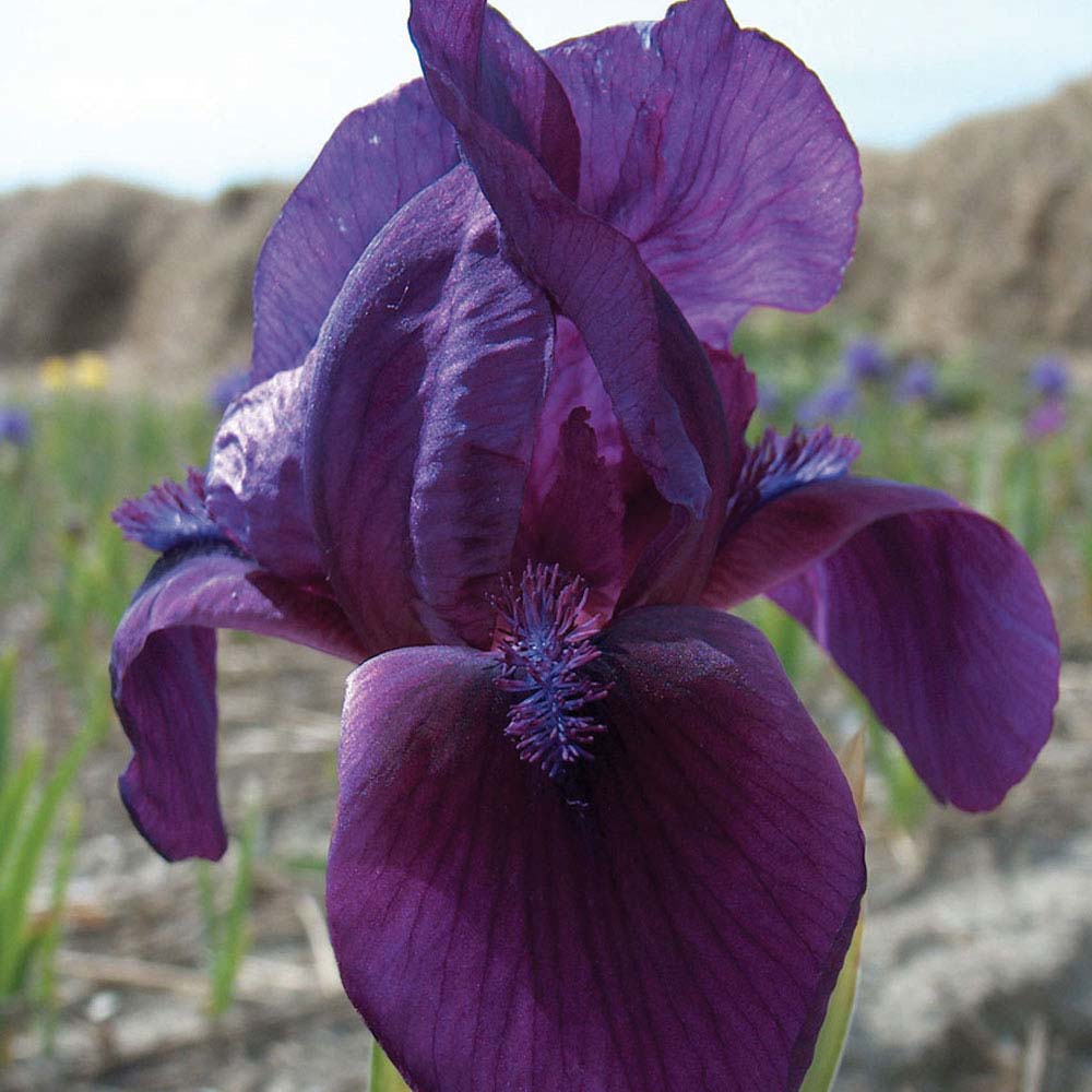 Iris 'Al Segno' (Fragrant)