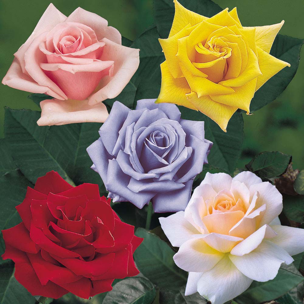 Rose 'Top Quality Collection'