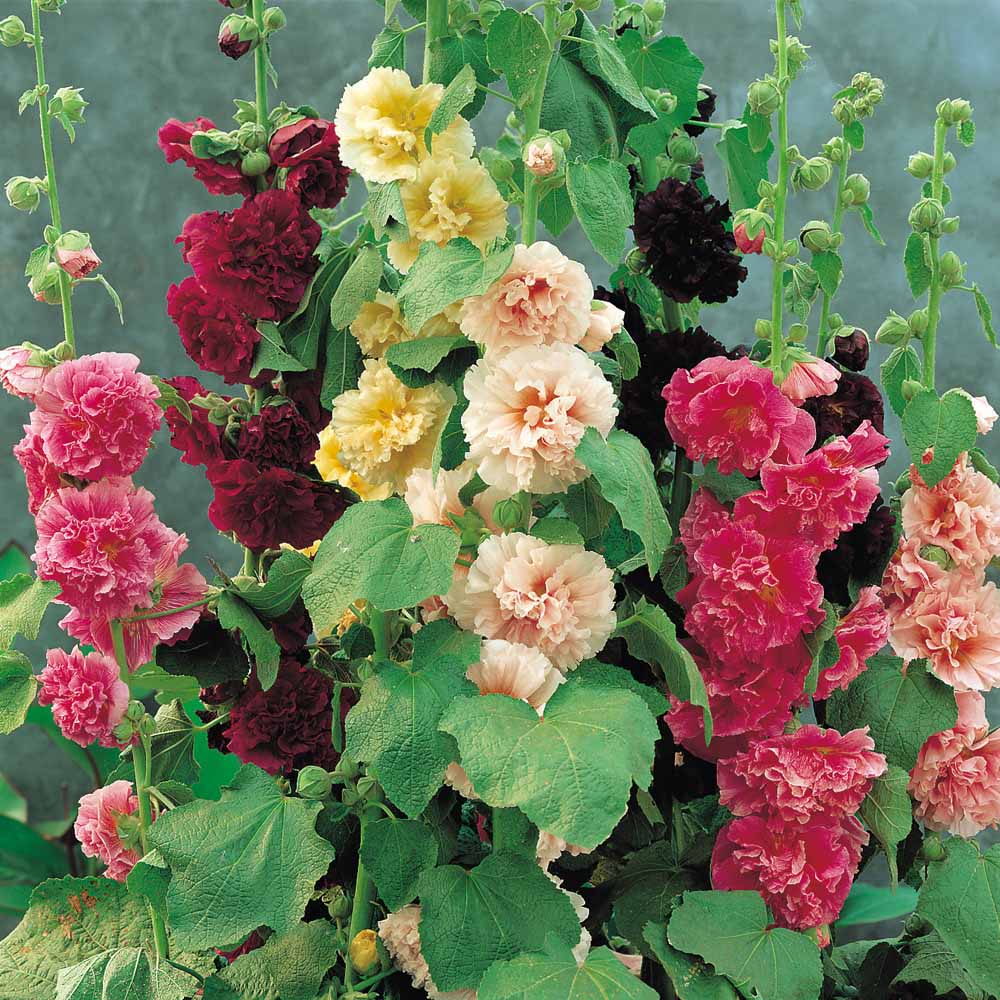 Hollyhock Mix