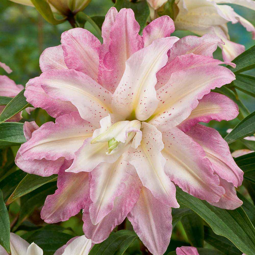Lily: 'Crystal Tree Lily Monet'