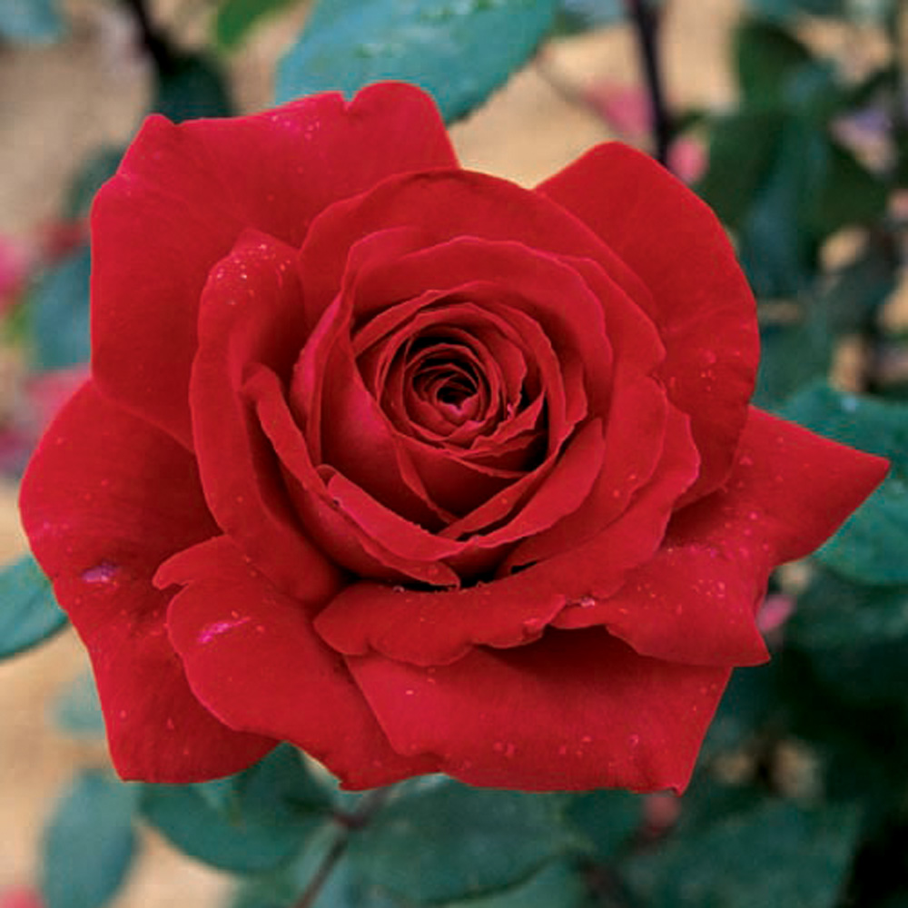 Rose 'Pillar Box Red'