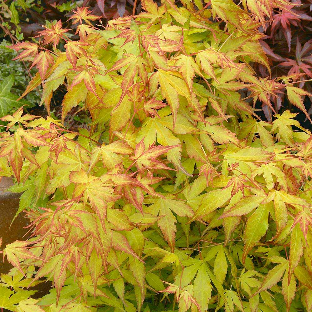 Acer palmatum 'Katsura'