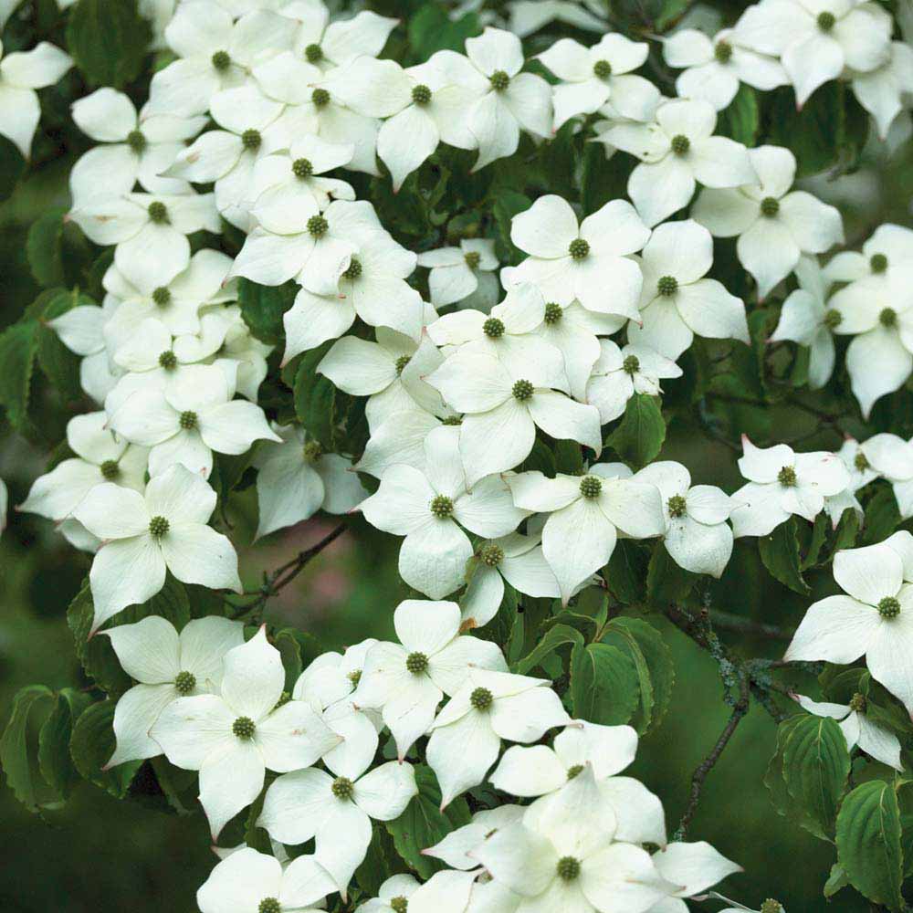 Cornus kousa