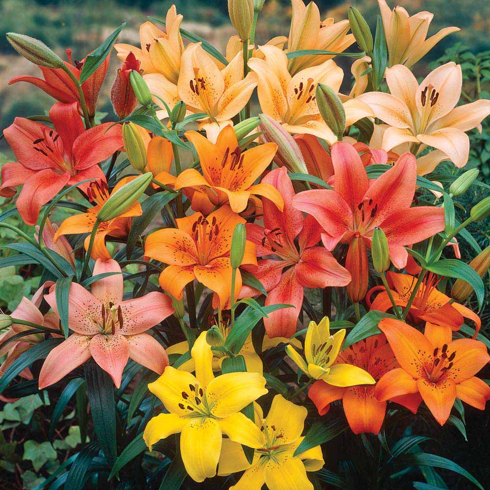 Nurserymans Choice Lilies