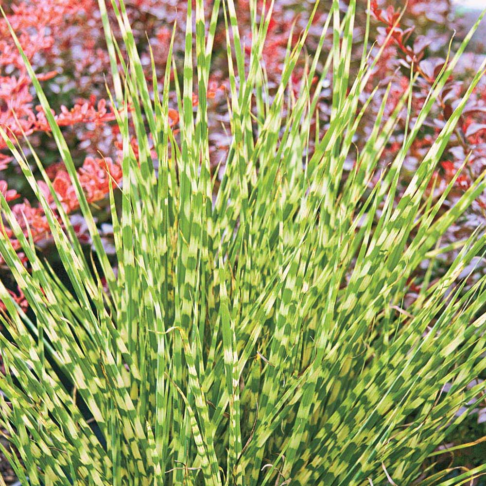 Miscanthus sinensis 'Zebrinus'