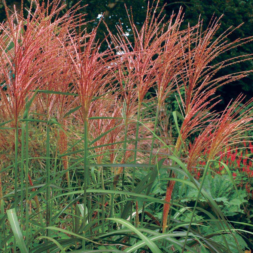 Miscanthus 'Purpurascens'