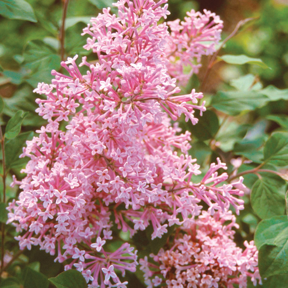 Lilac 'Bloomerang Pink Perfume'