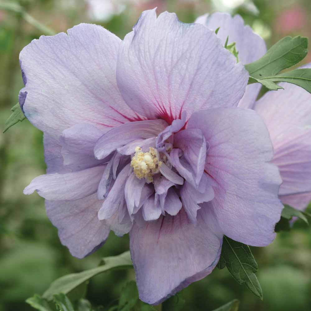 Hibiscus 'Sugared Almond'