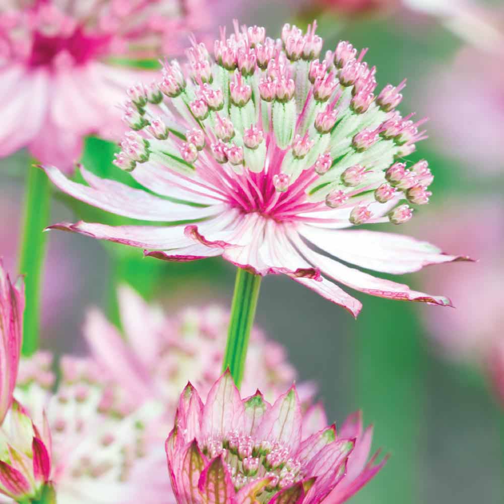 Astrantia 'Roma'