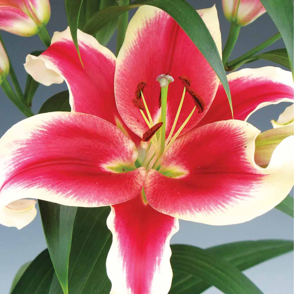 Lily 'Flash Point'