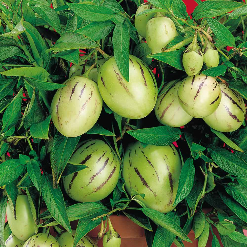 Solanum muricatum (Mini Melon)
