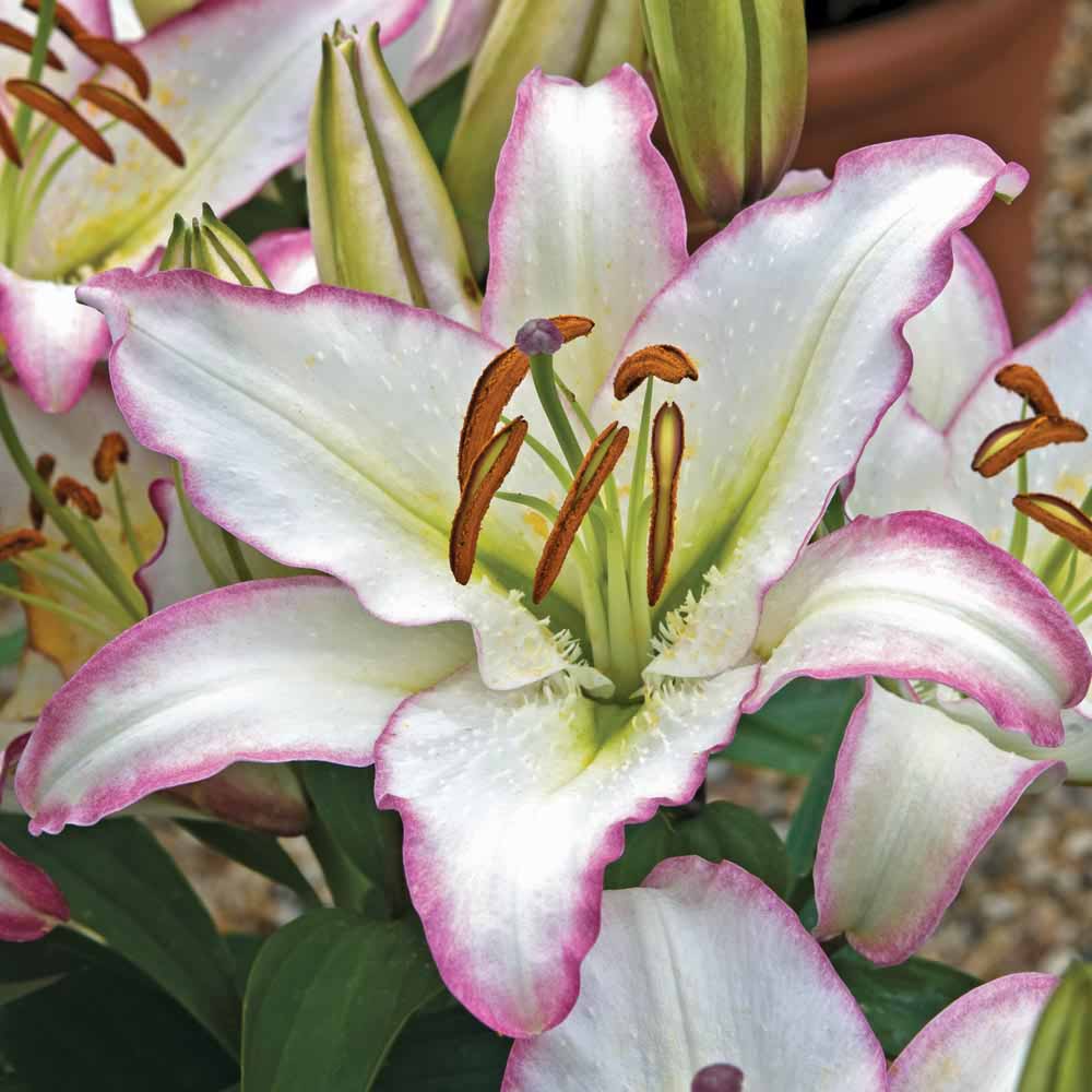 Lily 'Purple Fountain'