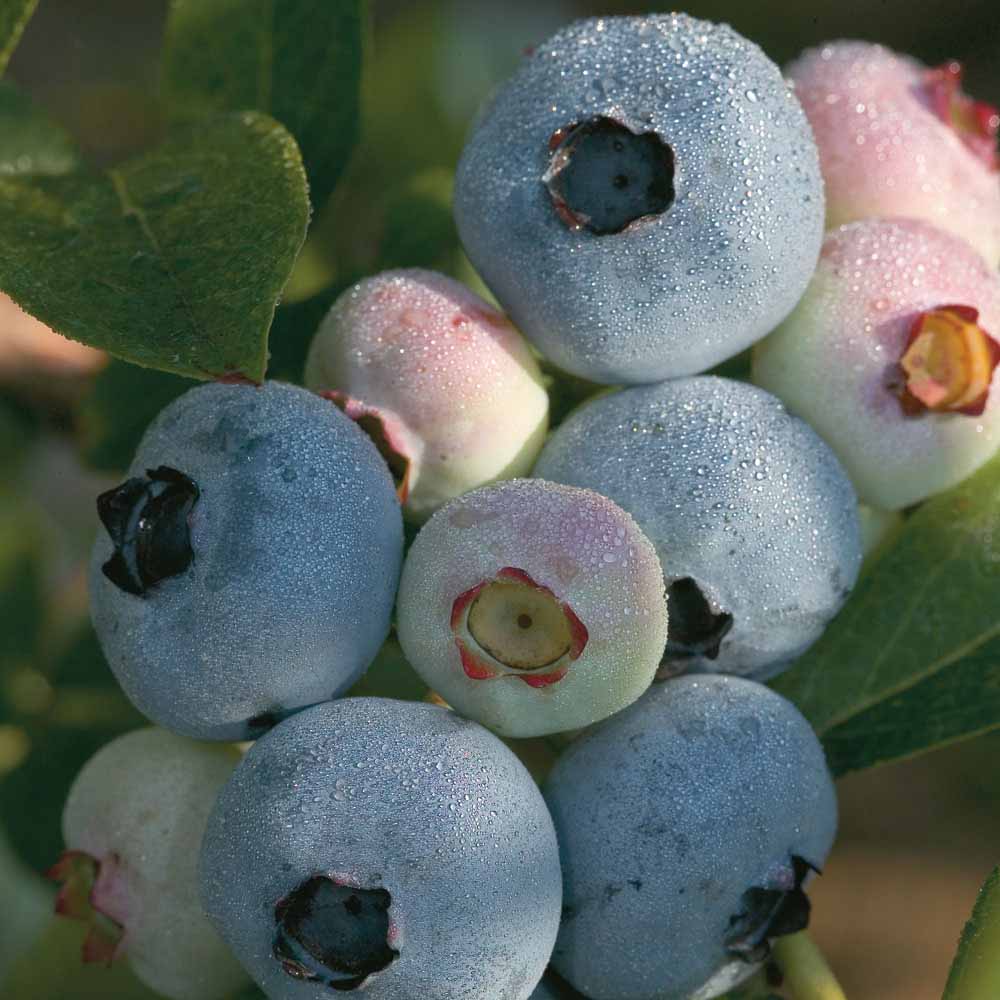 Blueberry 'Chandler'