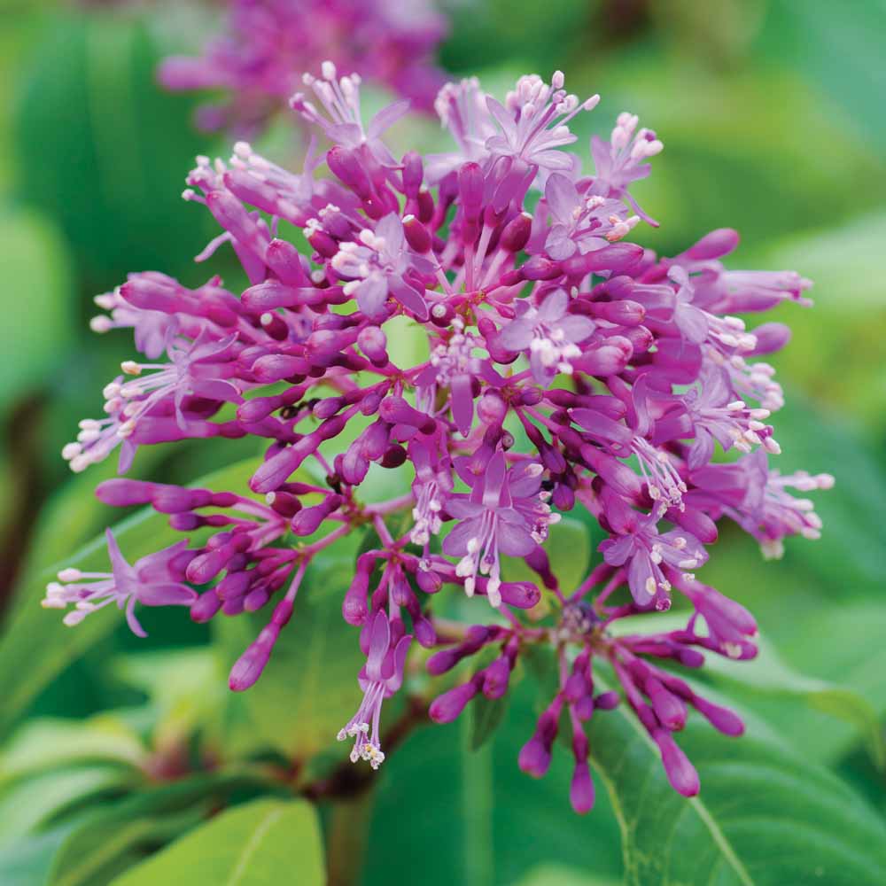 Fuchsia arborescens