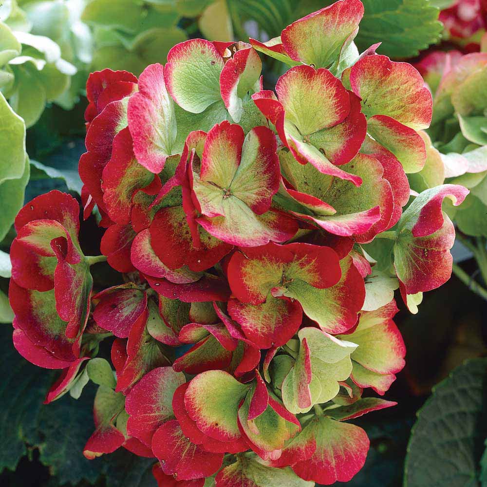 Hydrangea macrophylla 'Hobella' at Van Meuwen