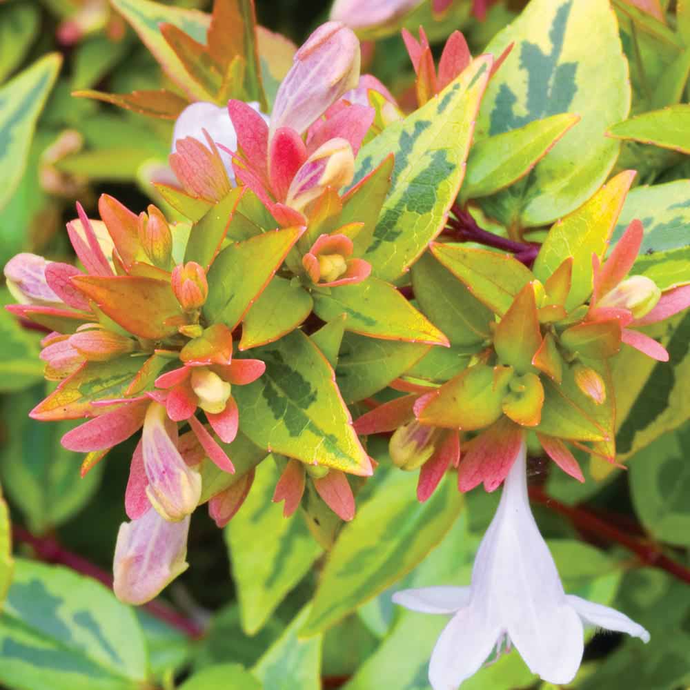 Image of Abelia x grandiflora 'Kaleidoscope'