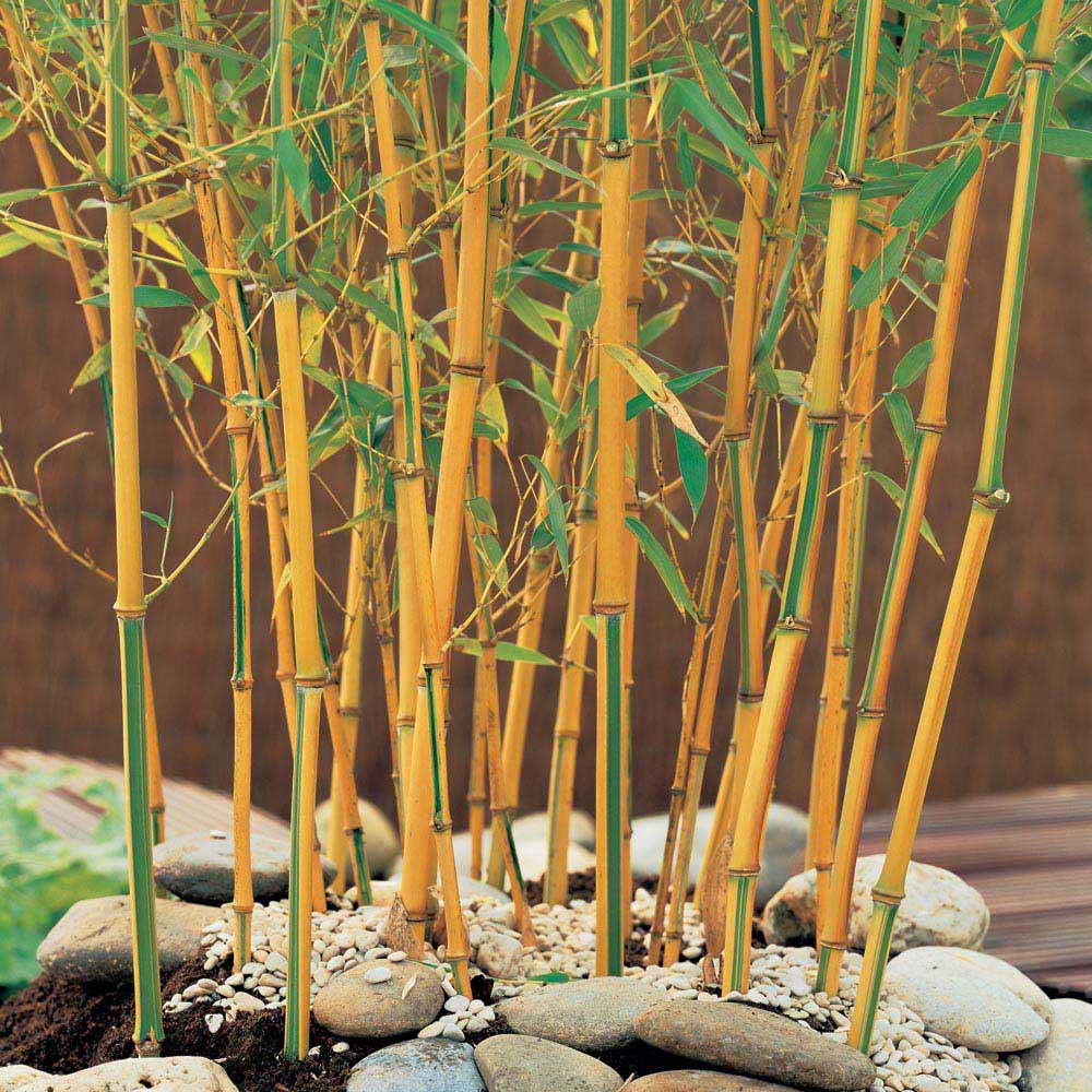 Bamboo 'Gold'