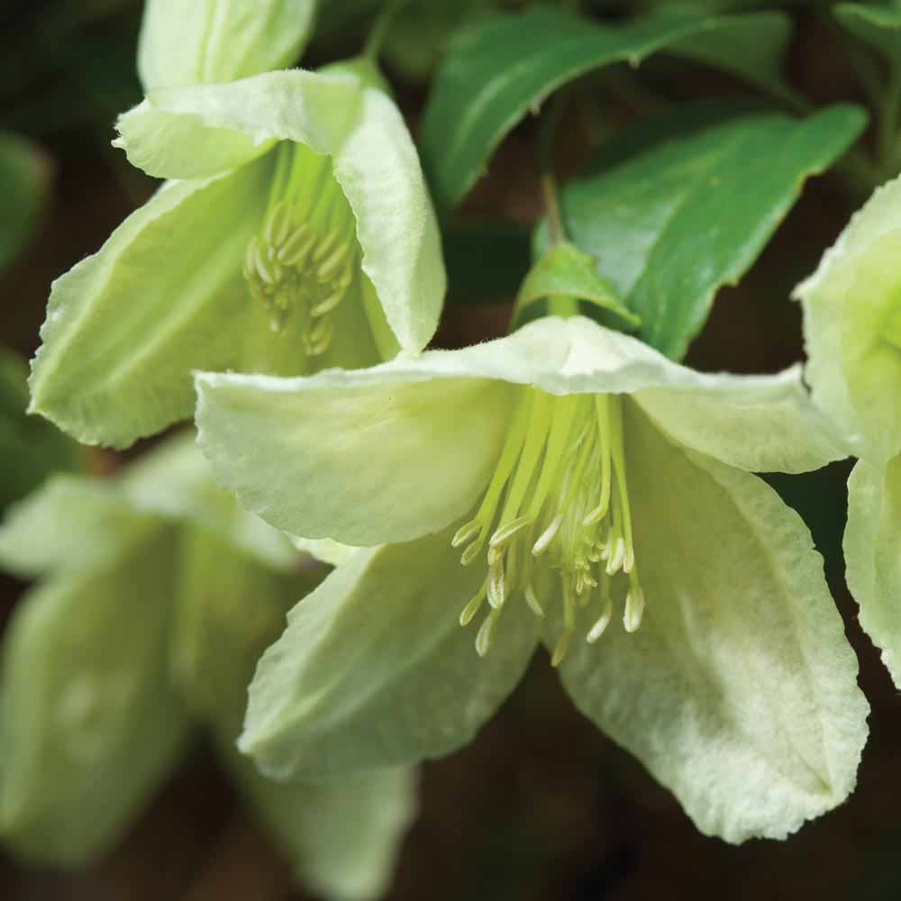 Clematis cirrhosa 'Jingle Bells'