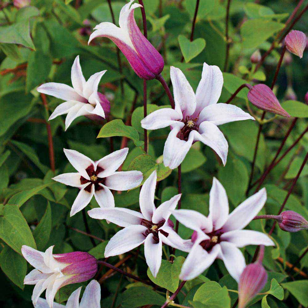 Clematis 'Princess Kate'