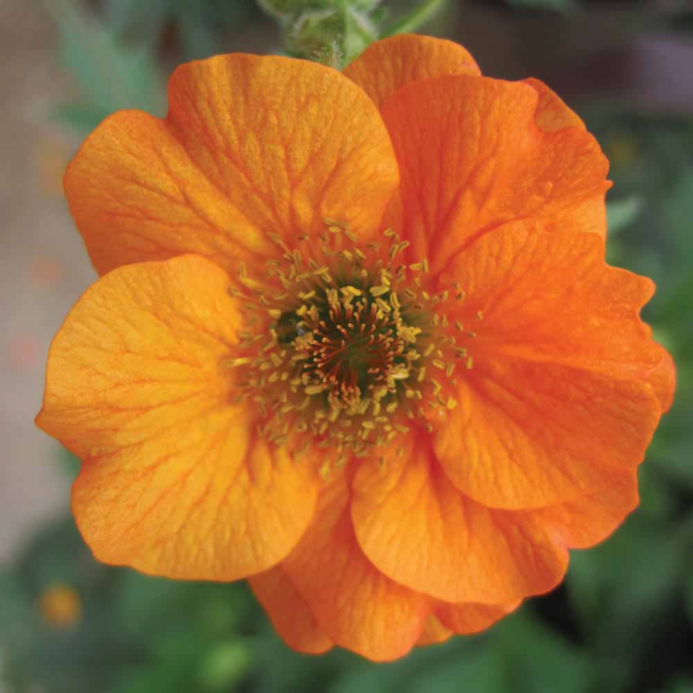 Geum 'Totally Tangerine'