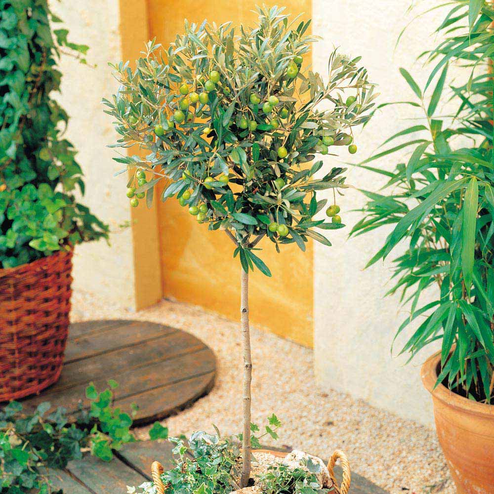Olive Tree (Standard)