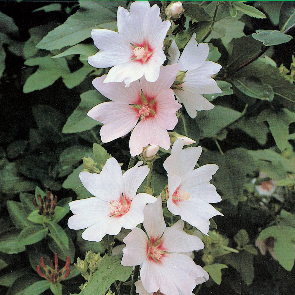 Lavatera 'Barnsley'