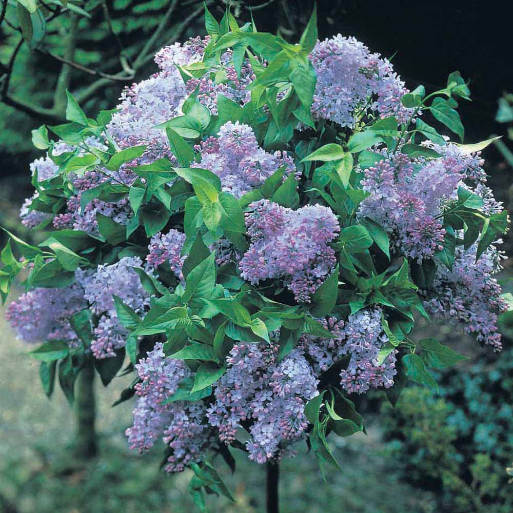 Lilac Dwarf Blue