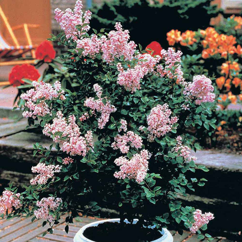 Lilac Dwarf Pink