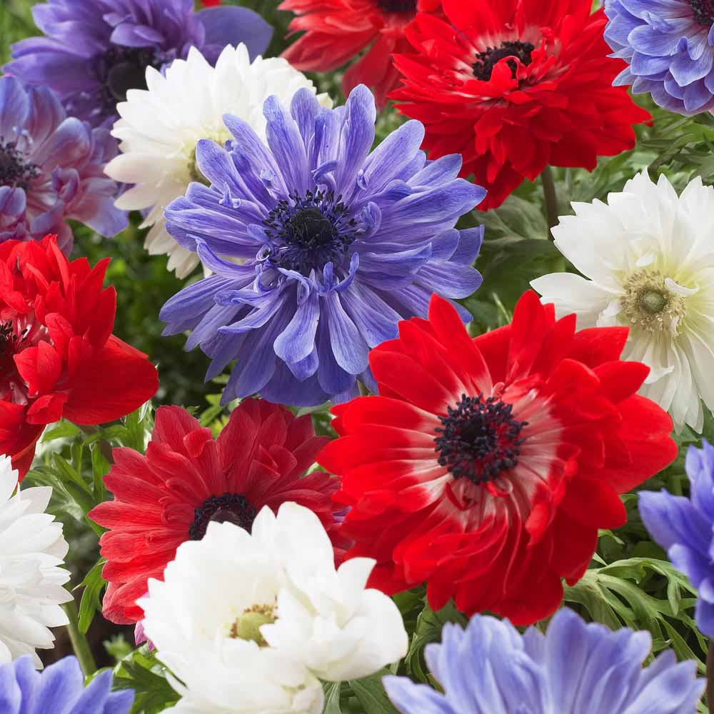 Anemone coronaria 'Union Jack Blend'