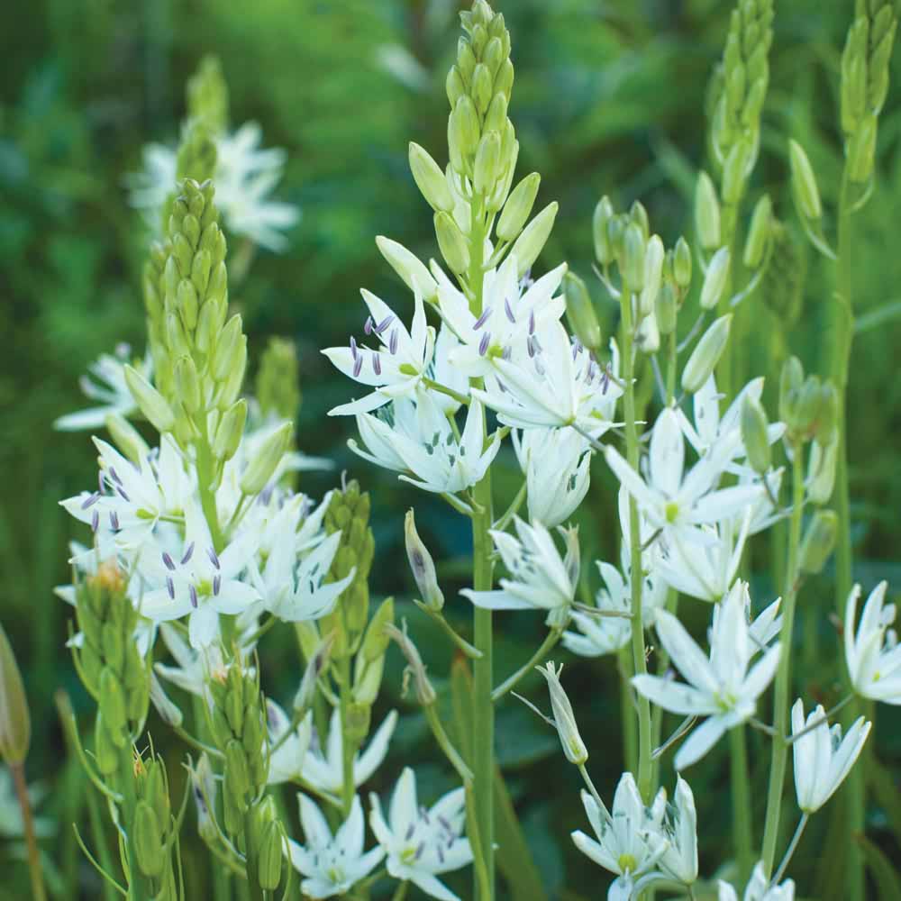 Camassia leichtlinii 'Alba'