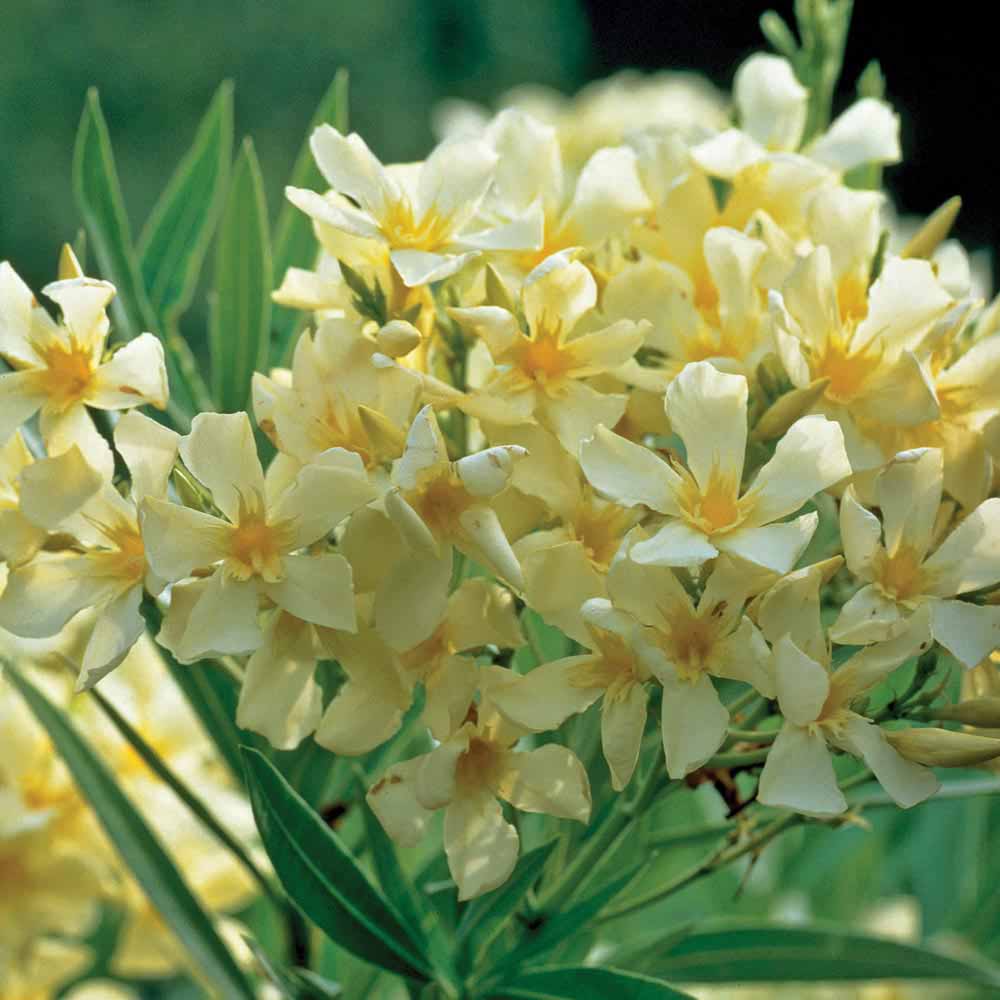 Oleander 'Yellow'