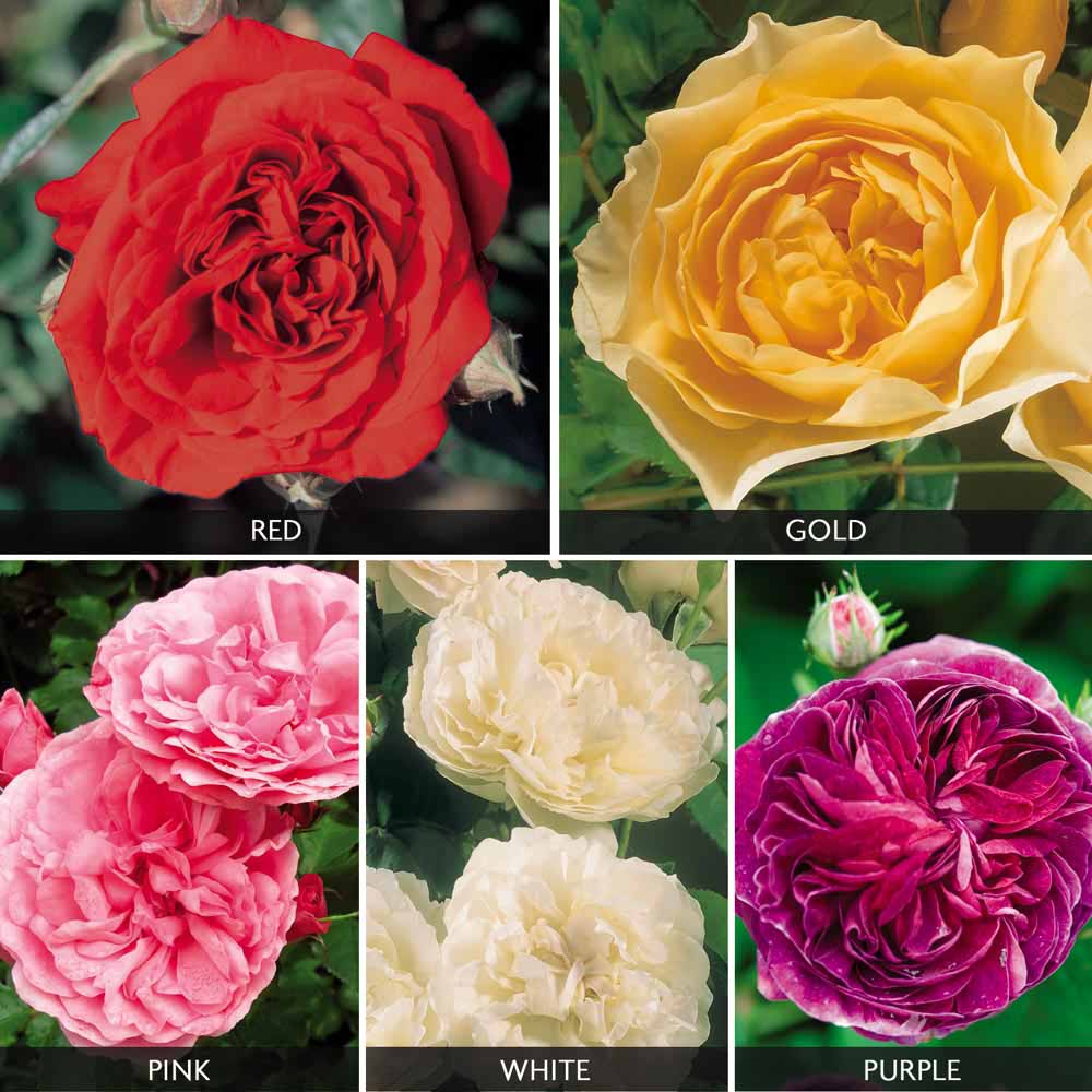 Rose 'Five Scented Doubles Collection'