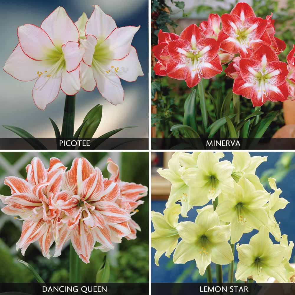 Amaryllis Collection