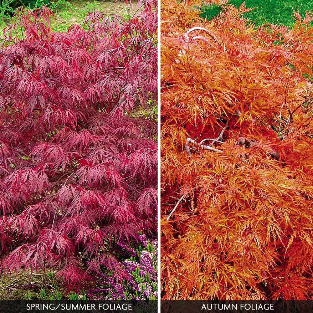 Acer palmatum var. dissectum 'Rubrum'