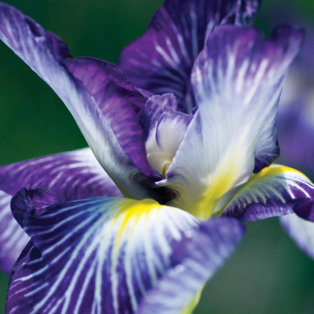 Iris ensata 'Hue and Cry'