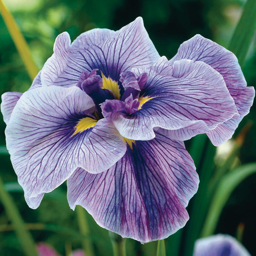 Iris ensata 'Caprician Butterfly'