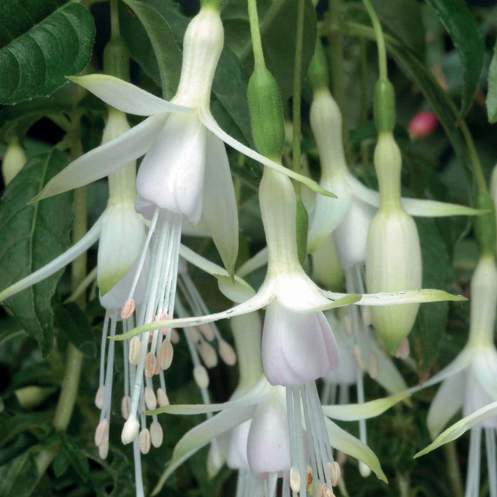 Fuchsia 'Hawkshead'