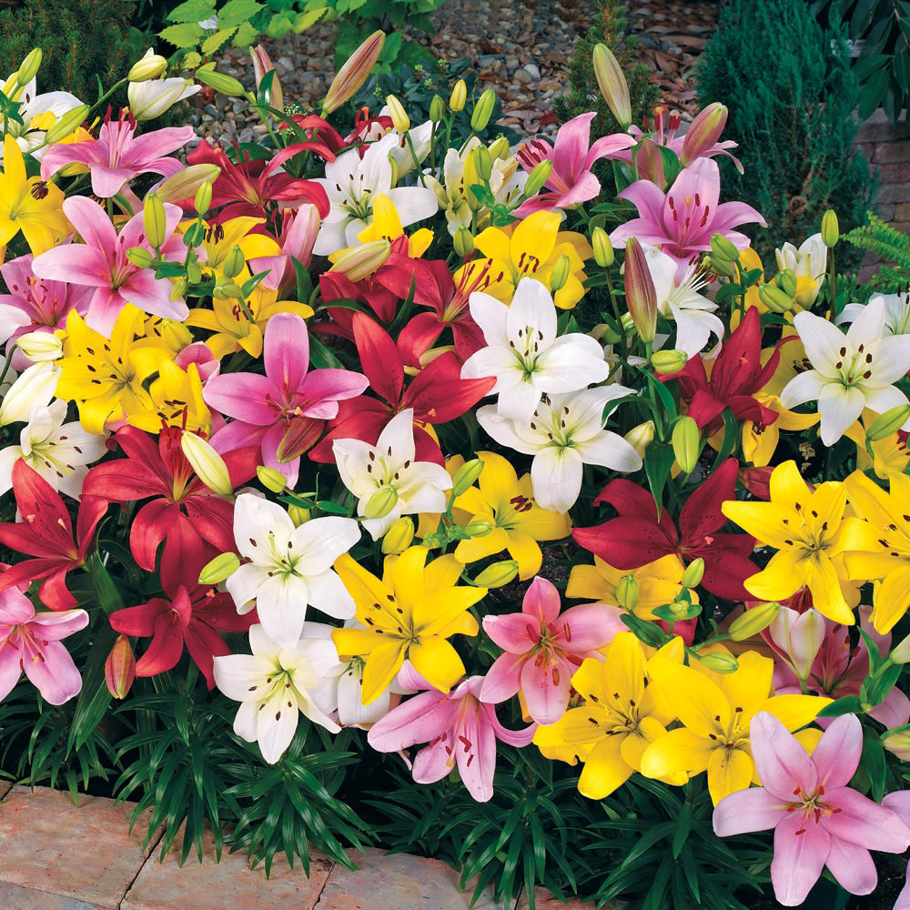 Lily 'Colour Carpet'