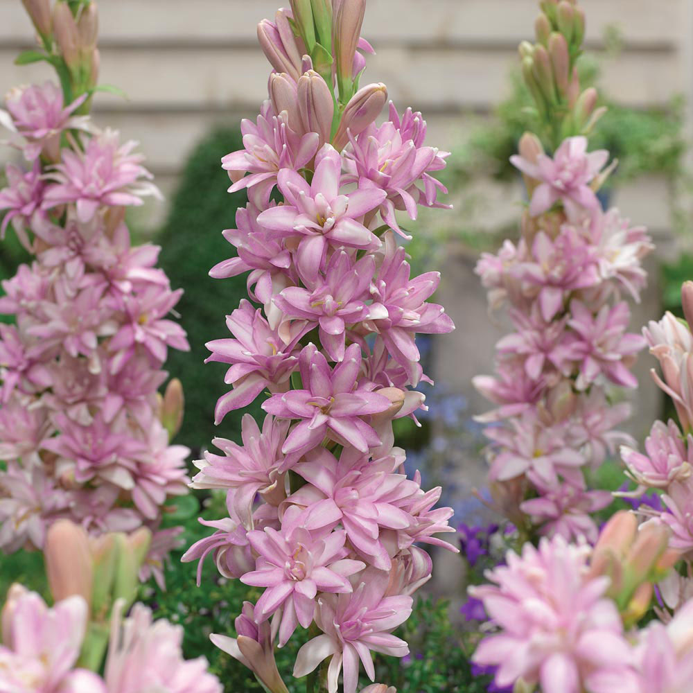 Polianthes tuberosa 'Pink Sapphire'