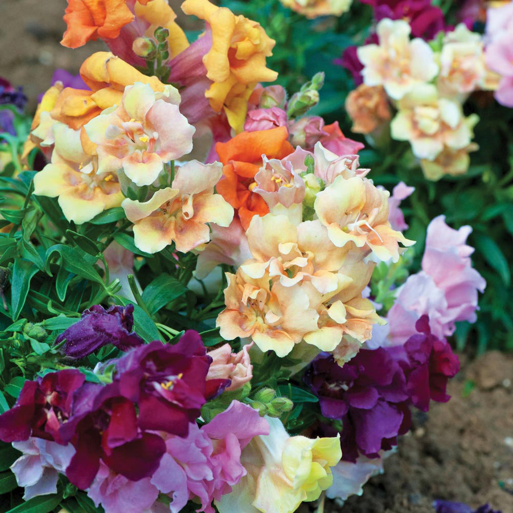 Antirrhinum 'Farfalline'