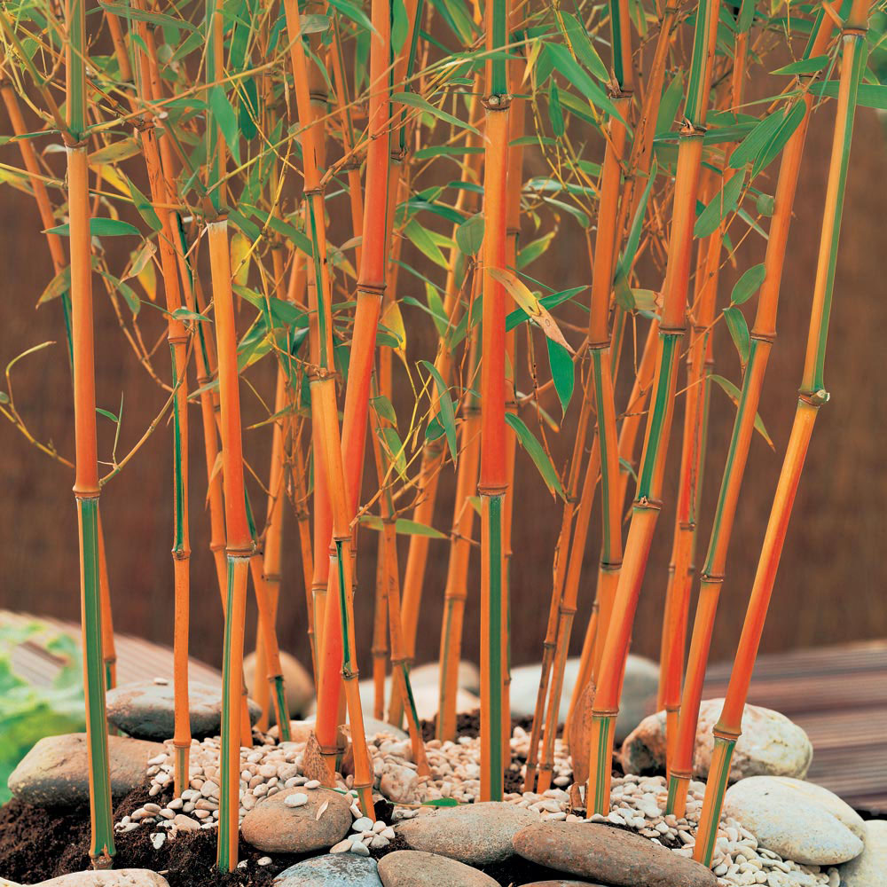 Bamboo 'Red Fountain'
